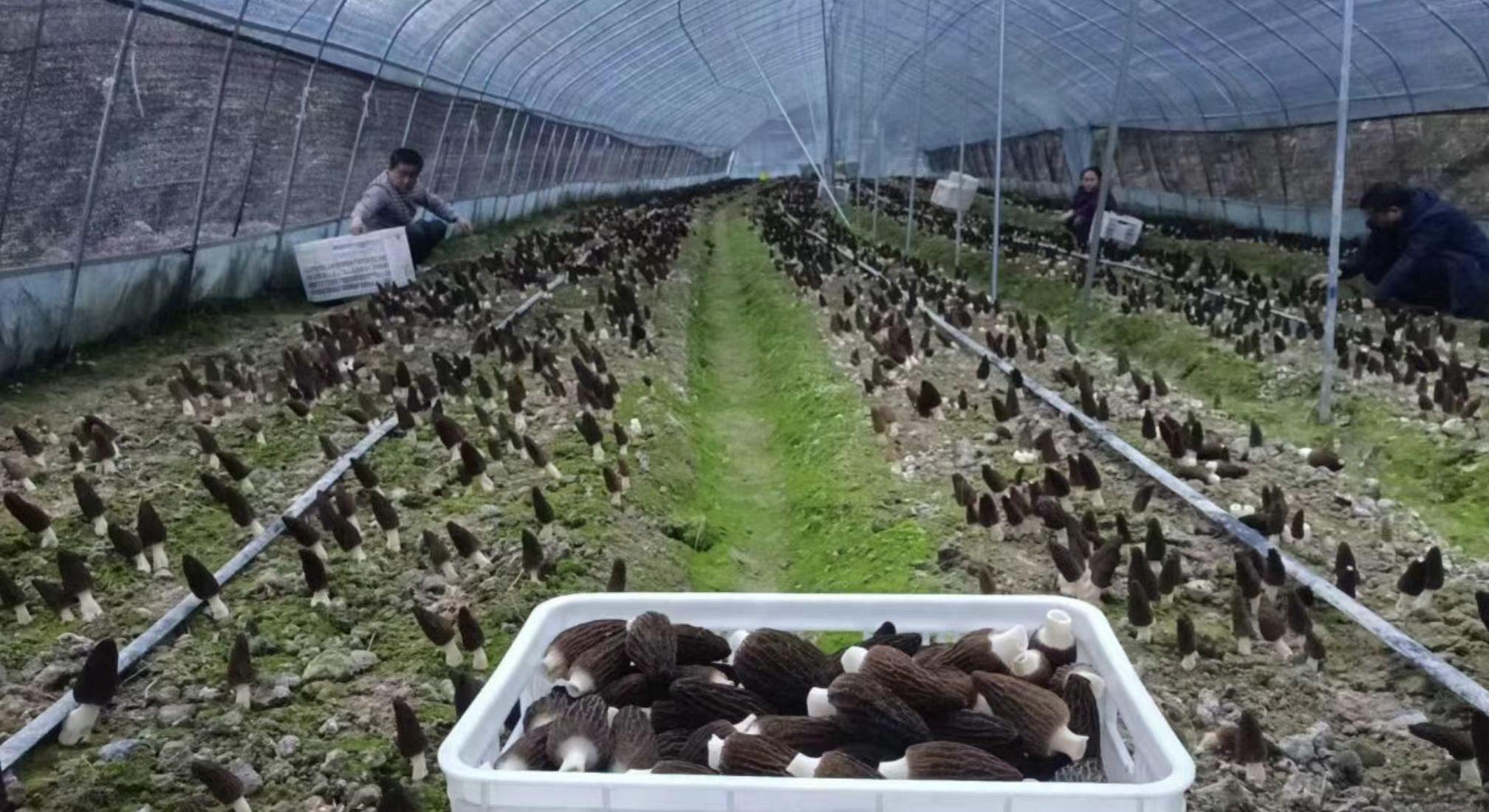 ��Ӯ����bwin��(�й���)�ٷ���վ